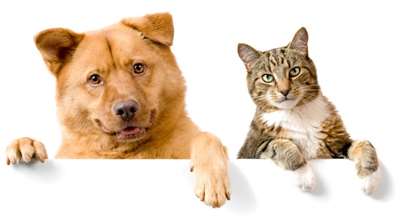 Vaccination af hund og kat i Vejle, Give & Jelling Din lokale dyrlæge ✓